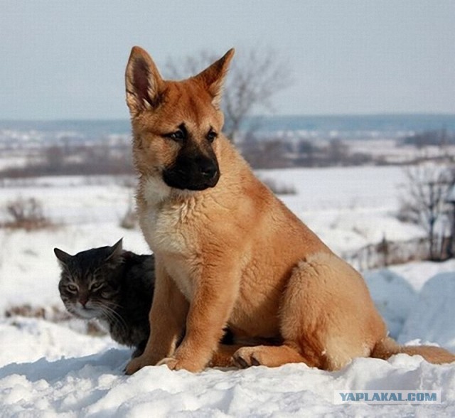 Верность(Кот и пес)