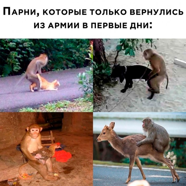Весёлый полтишок 14.06.22