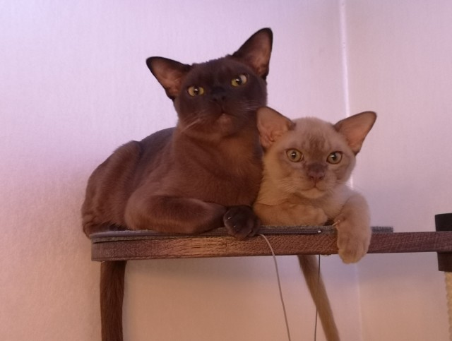Ура! Котовторник.