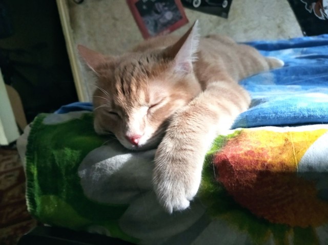 КотоФторник 23.08.22