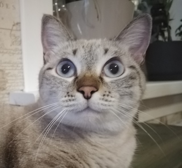 Кошка Фрейя