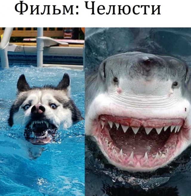 Картинки и мемы, всем хороших выходных