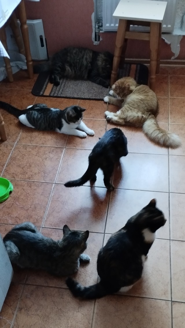 Котовторник 18.10.22