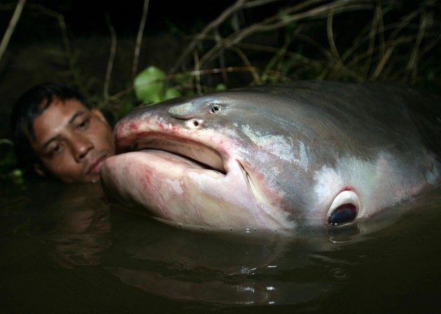 Меконгский гигантский сом: Одна из крупнейших пресноводных рыб мира весом под 300 кило!