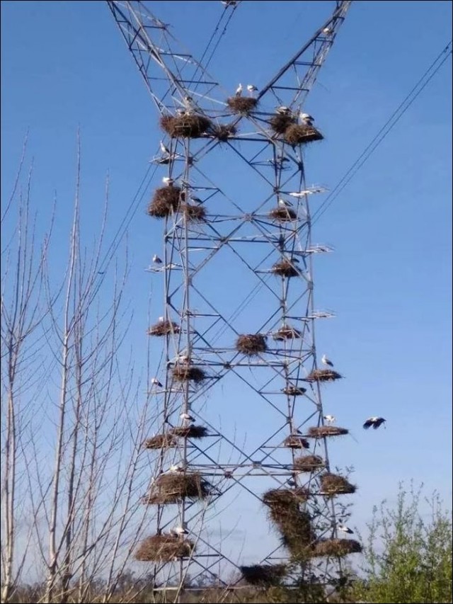 Эти интересные аисты