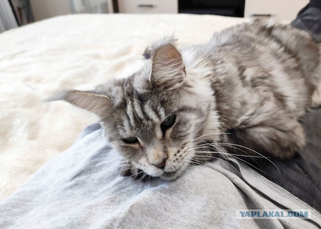 Вторник, ваши коты и кошки в студию