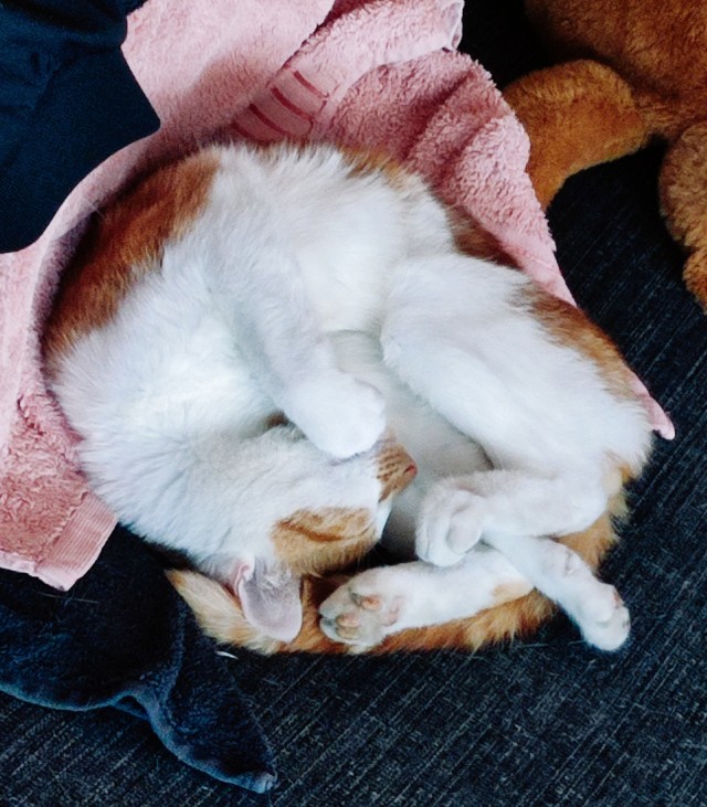 Коту всегда есть чем заняться в шесть часов утра