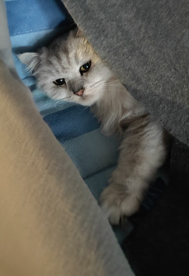 Котовторник
