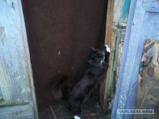 Жизнь домашнего приюта для котеек 427