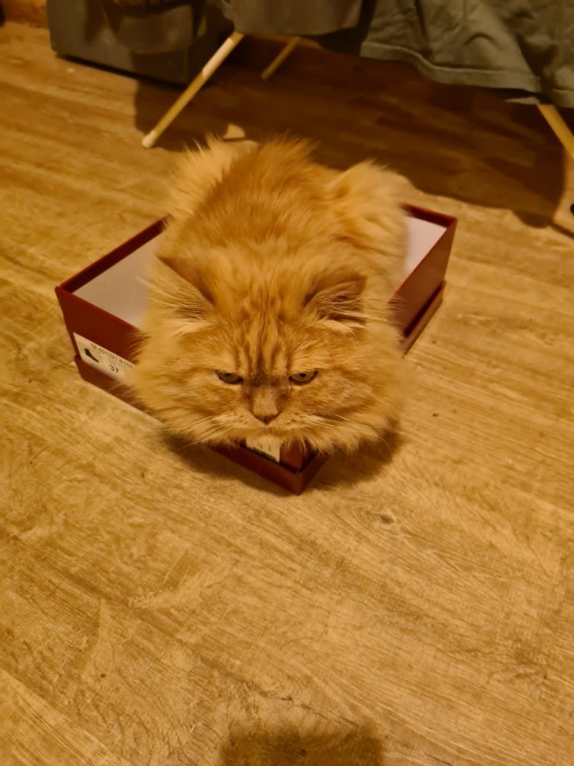 Котейку забрали из приюта