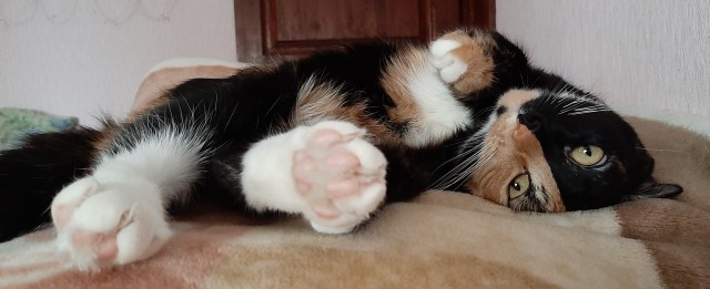 Начинаем котовторник.