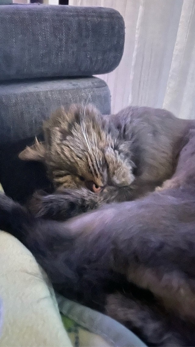 Феня