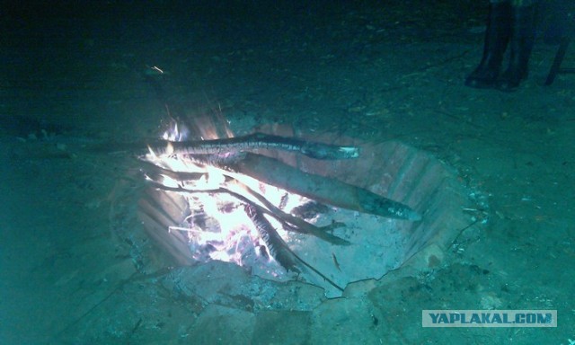 Грибы из Гомеля