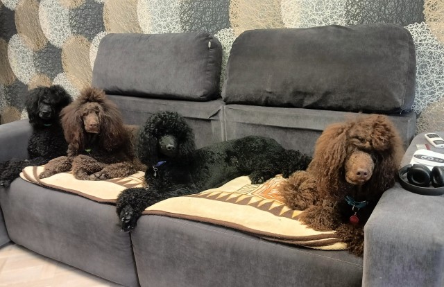 Куда пропали колли?