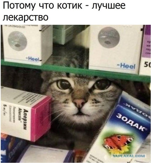Кошки защищают хозяев от болезней — учёные