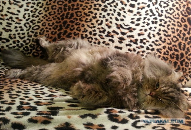 Эх, искупнусь !