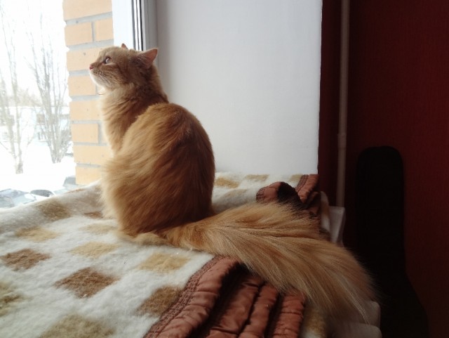 Котовторник  07.05.2013