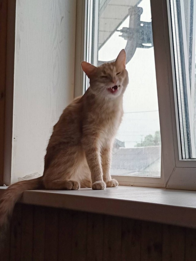 Во славу Котане