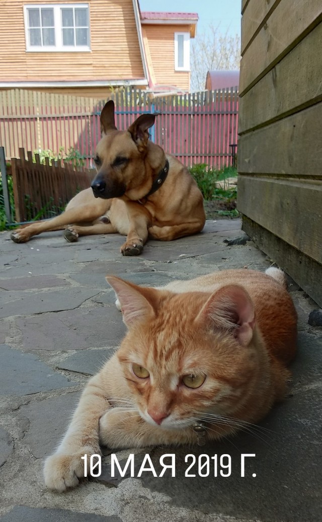Кот, который был воспитан собаками