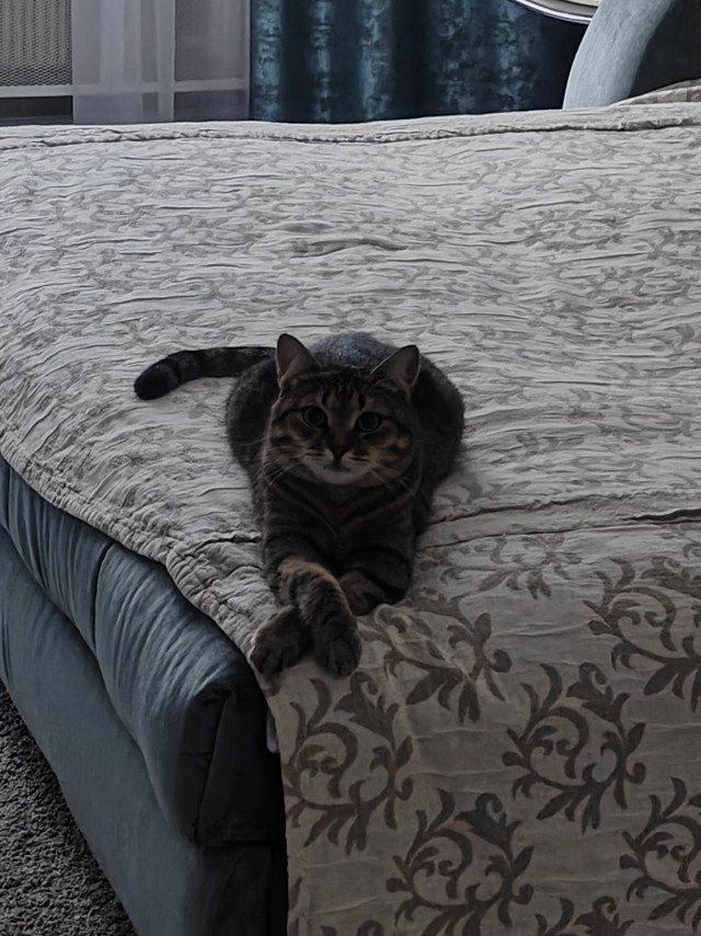 Принимайте в клуб! Котовторник же