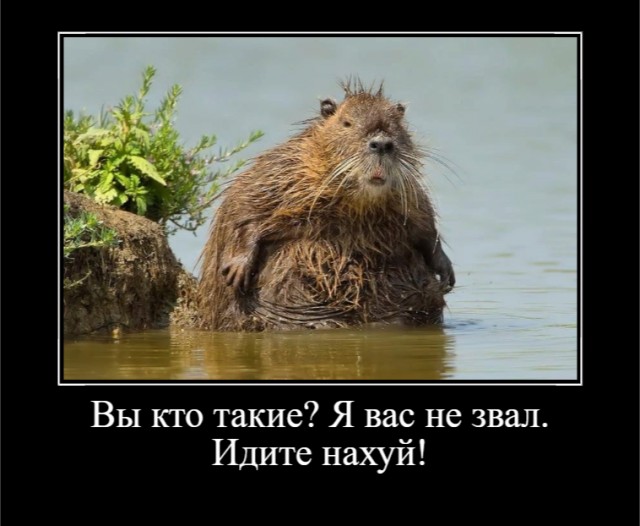 Обзор бобра