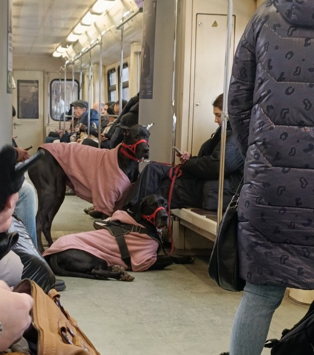 Пассажира не пустили в метро с большой собакой в наморднике и на поводке