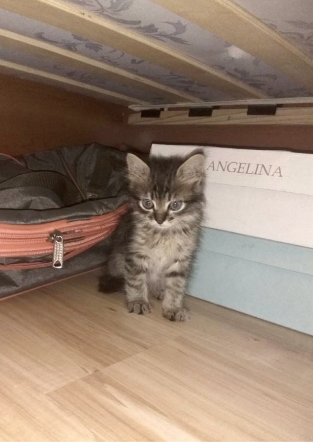 Маленький котёнок украл сердца всей семьи