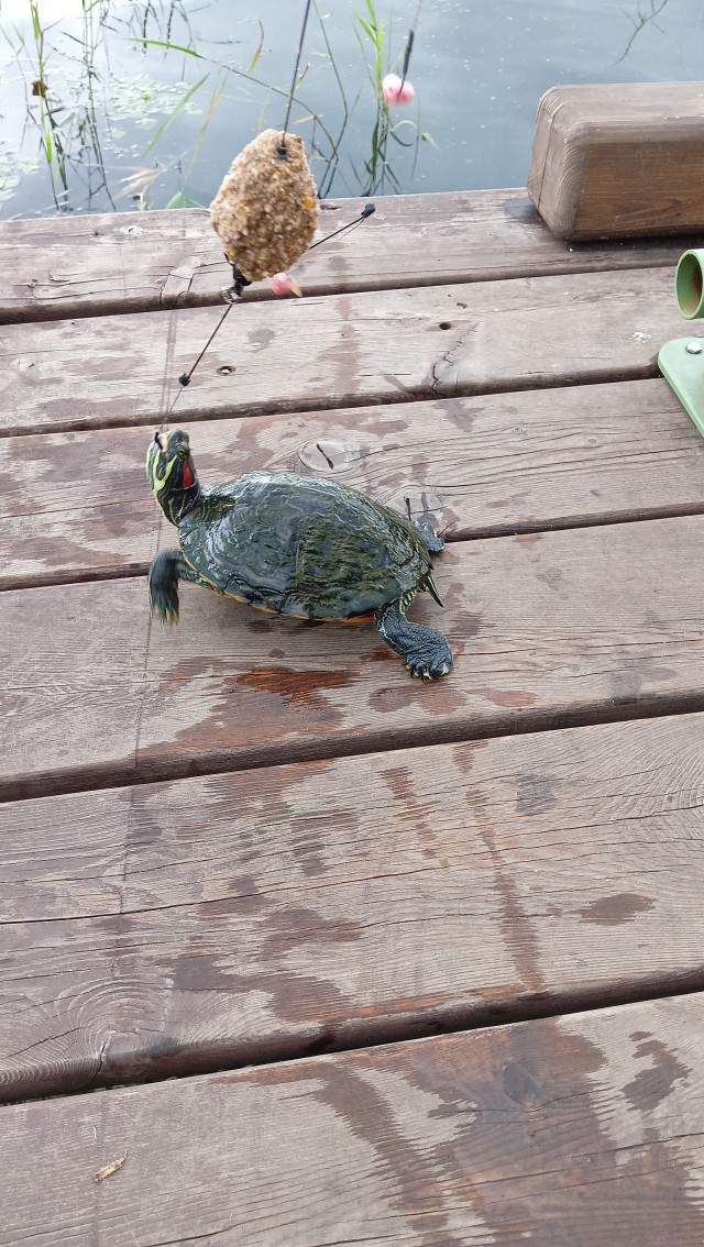Вот такую черепаху поймал!