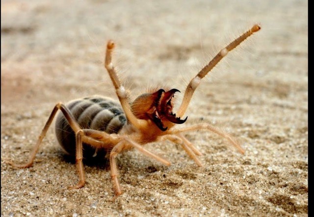 Самый страшный паук Австралии.