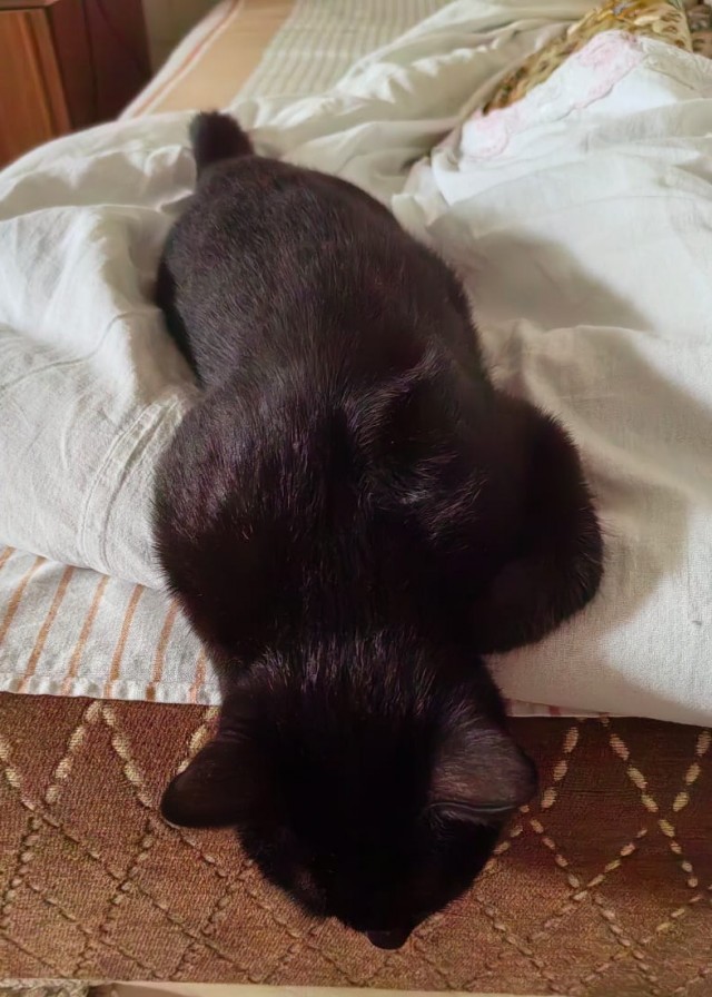 Было-стало тред (котовторник)