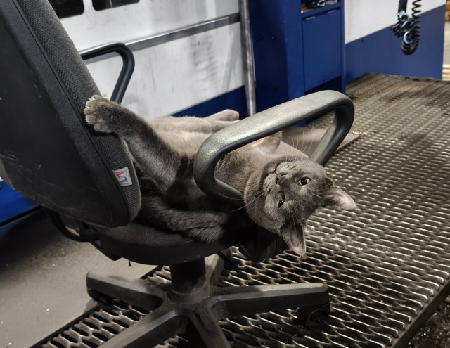 А котовторник уже пришёл?