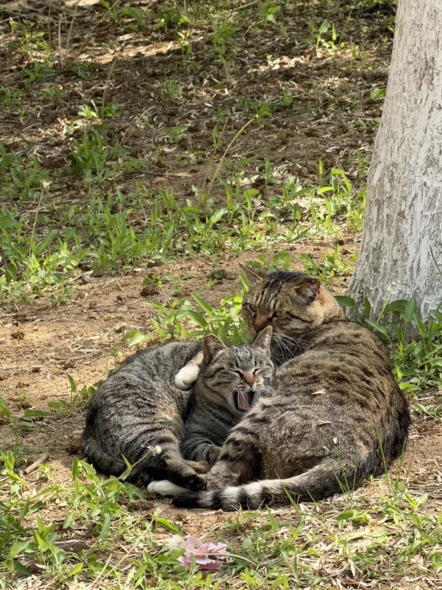 Парочка (котовторник)