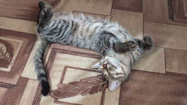 Очередной котовторник