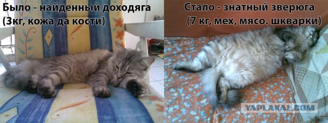 Коты и время