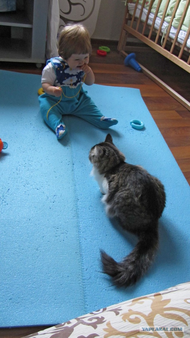 Котовторник 22.10.2013