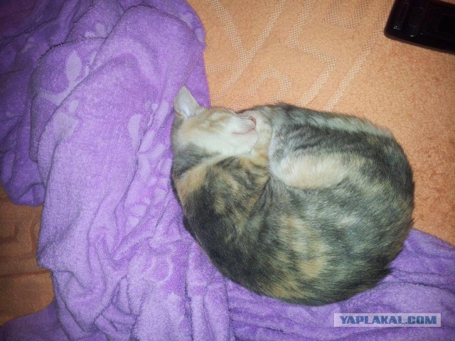 КотоПост