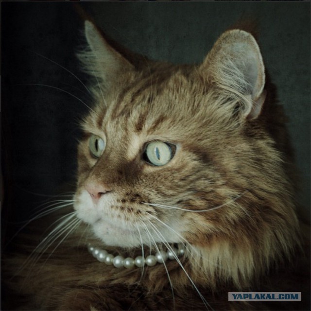 Котенька. Собрался на собеседование, наверное.