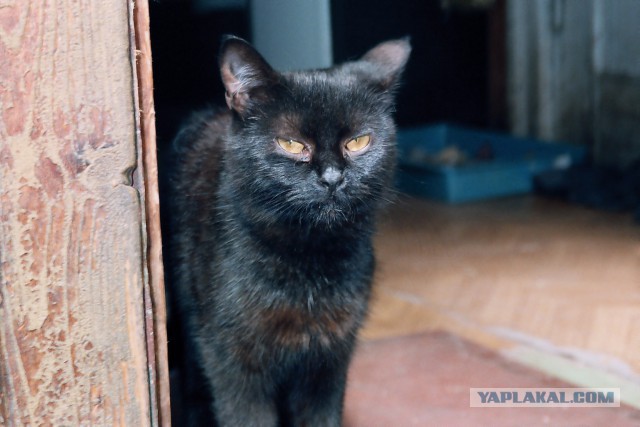 Котовторник 6.05.2014