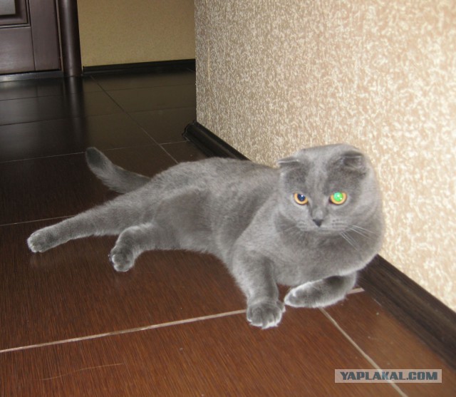 С Котовторником!