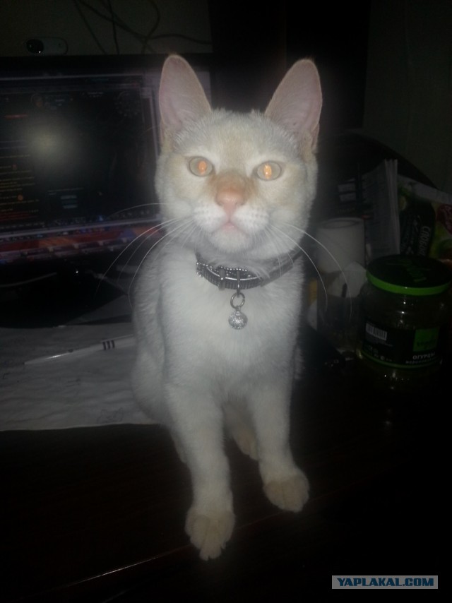 Котовторник 10.06.2014