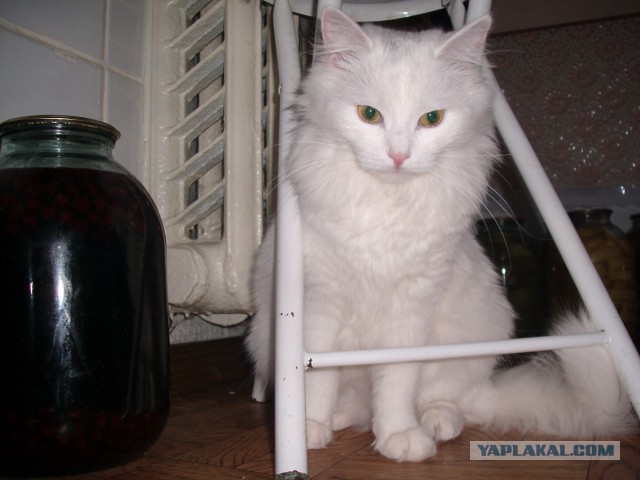 Котовторник 05.08.2014