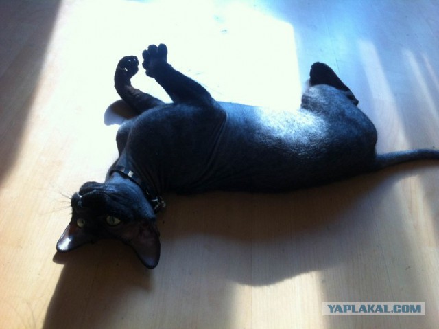 Котовторник 12.08.2014