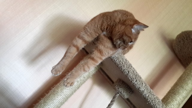 Котовторник 19.08.2014