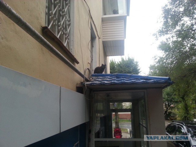 Котовторник 09.09.2014