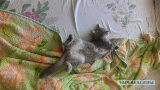 Котовторник 23.09.2014.