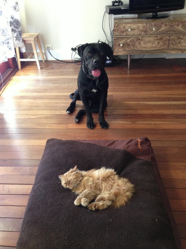 Кот&Пес