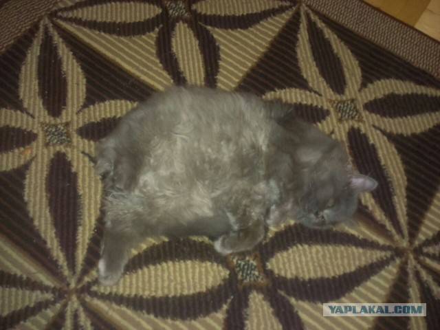 Котовторник 2.12.14