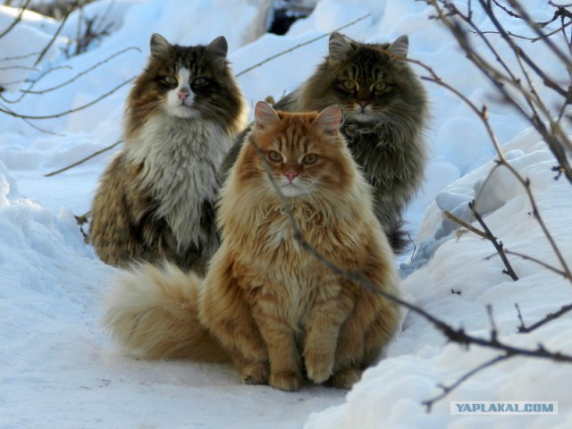 Зима - кошарки торжествуют!