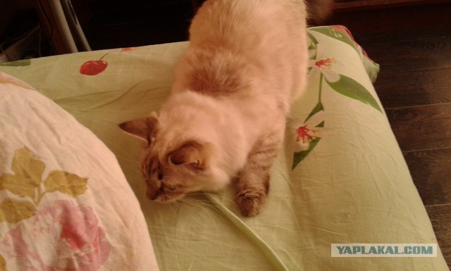 Теория падения кота, практика