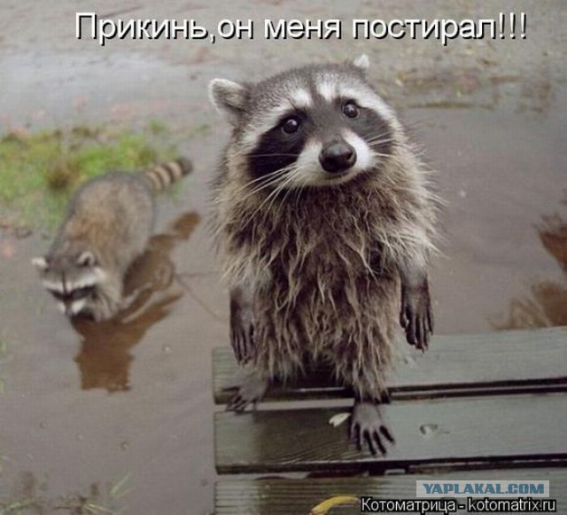 Боевой хорек vs мейн-кун